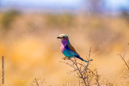 Lilac breasted roller, in Kruger National Park, South Africa