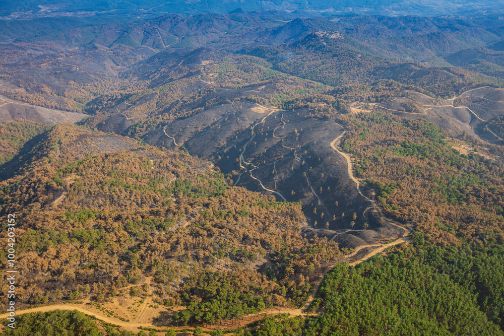 Aerial view of forest trees regrowing after forest fire. Turkey, izmir