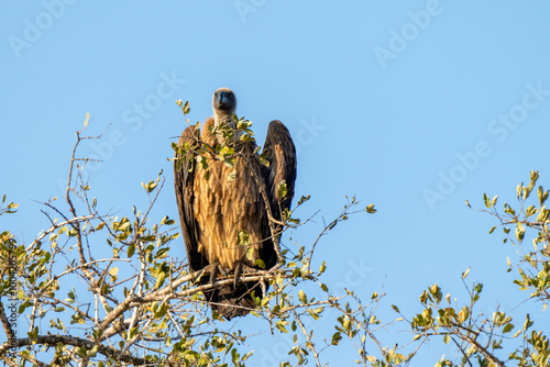 Cape vulture, or Cape griffon, Kruger National Park, South Africa photo