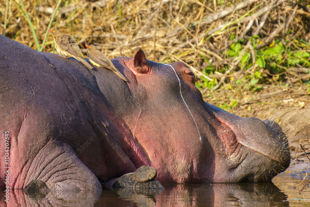 Hippos relaxing in Kruger National Park, South Africa Hippos relaxing in Kruger National Park, South Africa