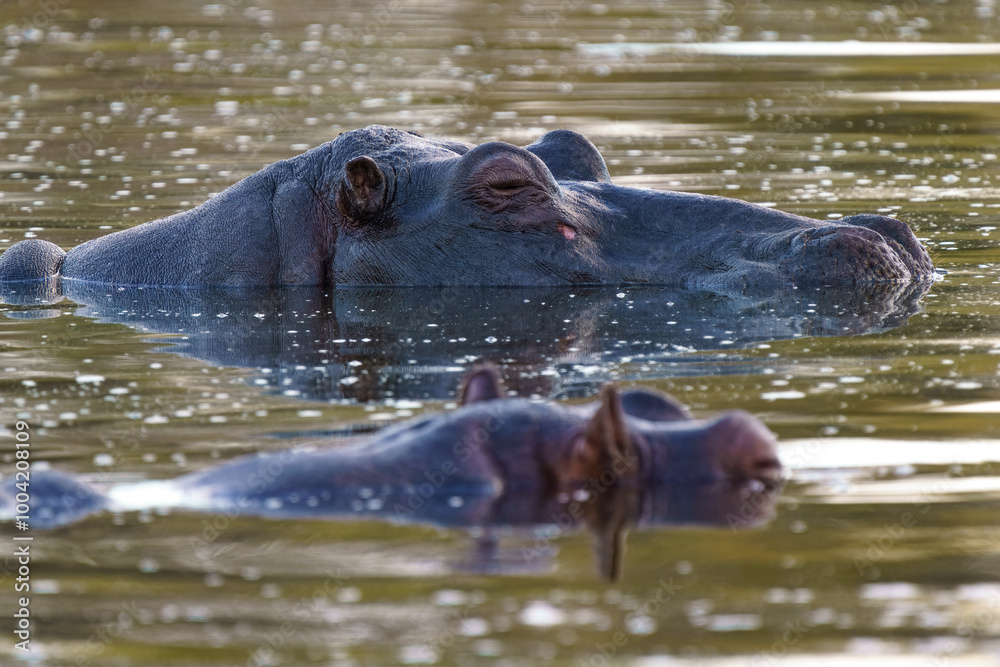 Fototapeta premium Close up of Hippo, Kruger National Park, South Africa