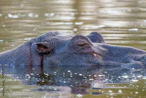 Close up of Hippo, Kruger National Park, South Africa