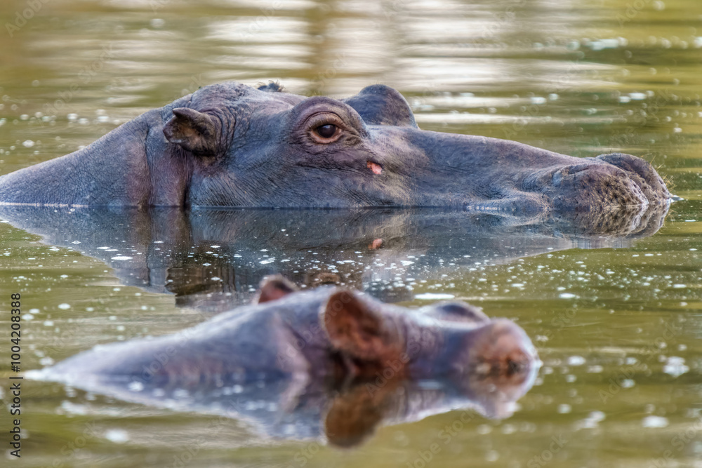 Close up of Hippo, Kruger National Park, South Africa Close up of Hippo, Kruger National Park, South Africa