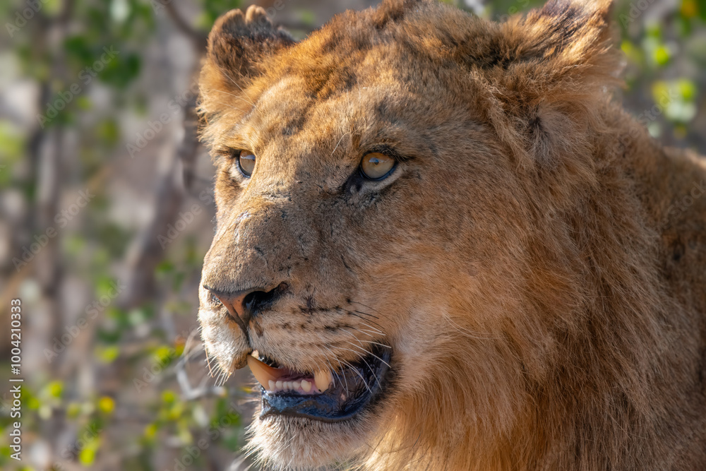 Close up of young Lion, Kruger National Park, South Africa Close up of young Lion, Kruger National Park, South Africa