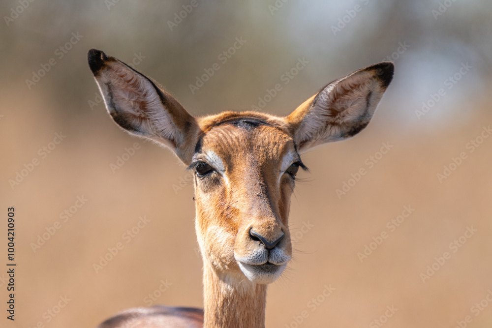 Greater Kudu, Kruger National Park, South Africa Greater Kudu, Kruger National Park, South Africa
