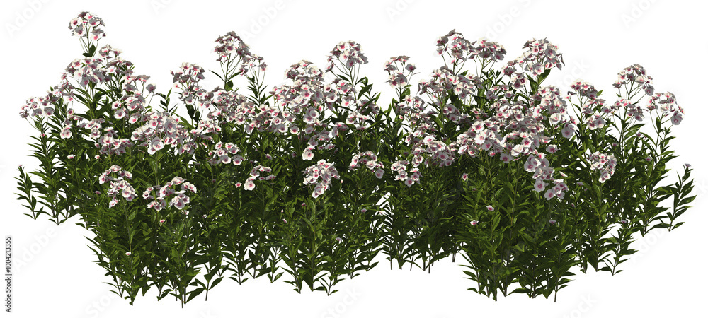 tall perennial phlox white hq arch viz cutout flowers