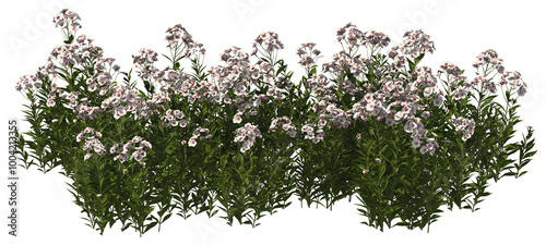 Obraz na płótnie tall perennial phlox white hq arch viz cutout flowers w salonie