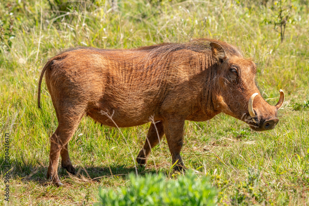 Desert warthog, in Kruger National Park, South Africa Desert warthog, in Kruger National Park, South Africa