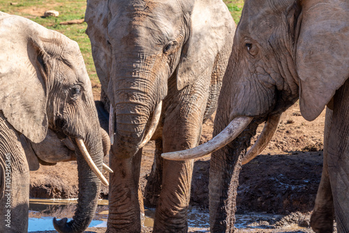 Elephants in the Kruger National Park, South Africa