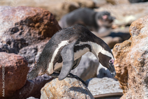 African penguin in colony of Boulders Beach, South Africa photo