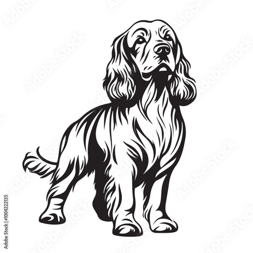 American Cocker Spaniel Stock Vector Illustration. illustration of a American Cocker Spaniel.