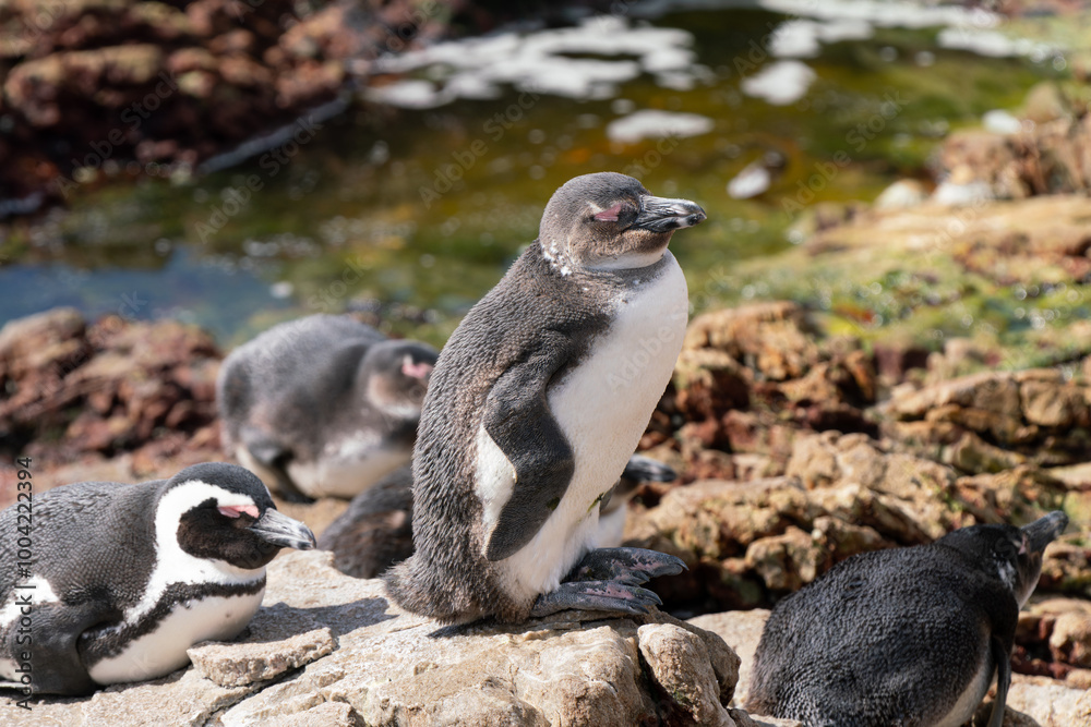 Naklejka premium African penguin in colony of Boulders Beach, South Africa
