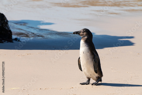 African penguin, Boulders Beach near Simons Town, South Africa