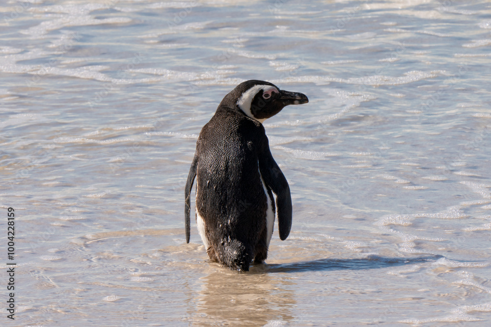 Fototapeta premium African penguin, Boulders Beach near Simons Town, South Africa