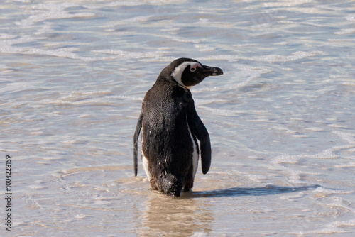 African penguin, Boulders Beach near Simons Town, South Africa