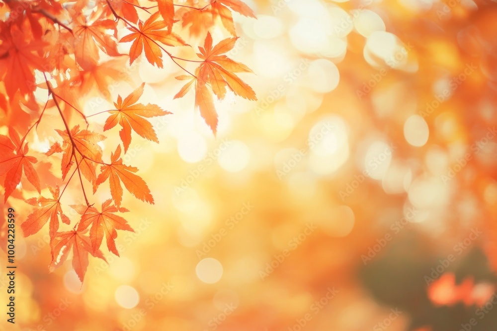 Autumn background with red maple leaves autumn leaf sunlight. Autumn background with red maple leaves autumn leaf sunlight.