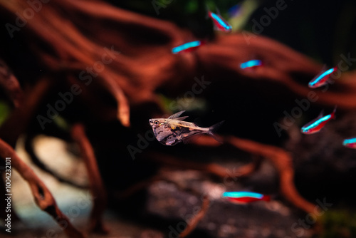 Wild Caught Carnegiella Strigata