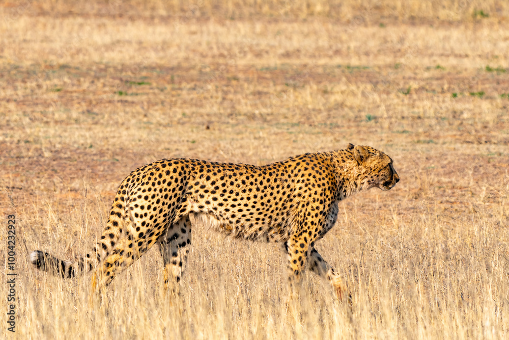 Cheetah hunting in Kgalagadi Transfrontier Park, South Africa Cheetah hunting in Kgalagadi Transfrontier Park, South Africa
