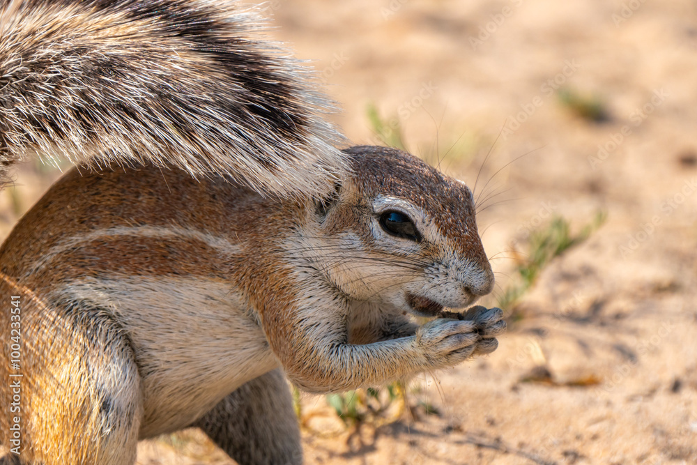 Cape ground squirrel in Kgalagadi Transfrontier Park, South Africa Cape ground squirrel in Kgalagadi Transfrontier Park, South Africa