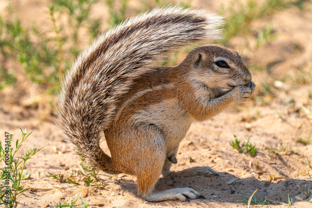 Cape ground squirrel in Kgalagadi Transfrontier Park, South Africa Cape ground squirrel in Kgalagadi Transfrontier Park, South Africa