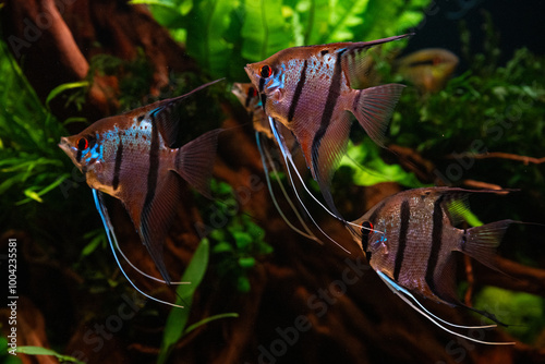 Rio Nanay Angelfish swimming in a Group