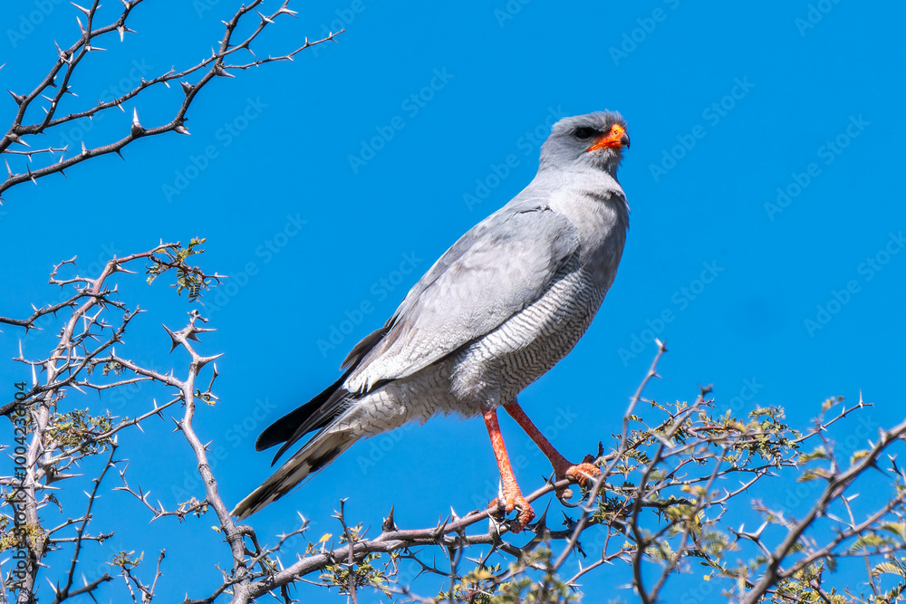 Pale chanting goshawk in Kgalagadi Transfrontier Park, South Africa