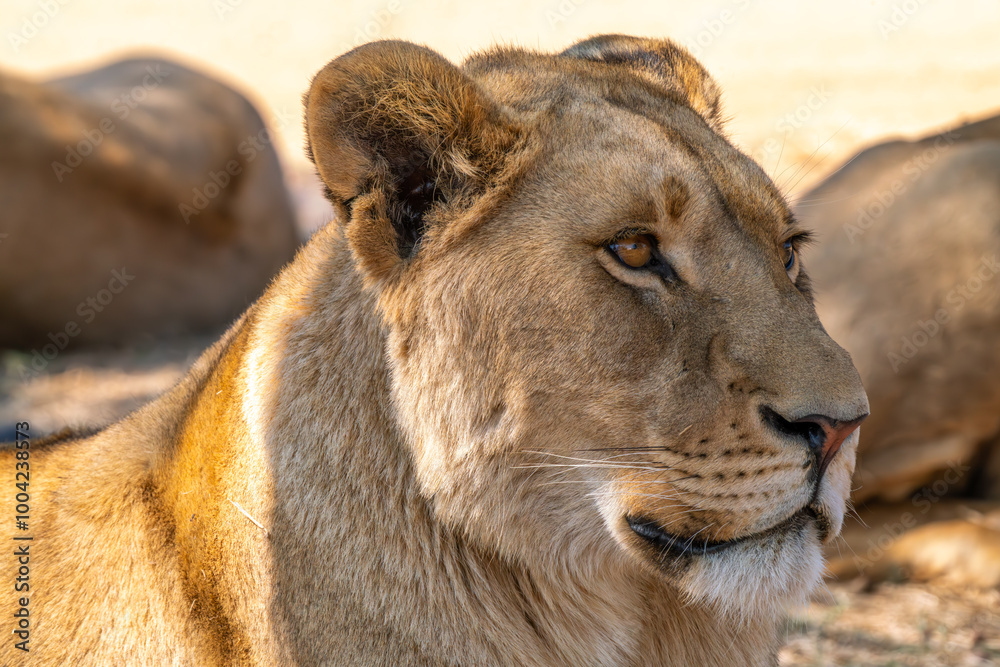 Close up of lioness, Kruger National Park, South Africa Close up of lioness, Kruger National Park, South Africa