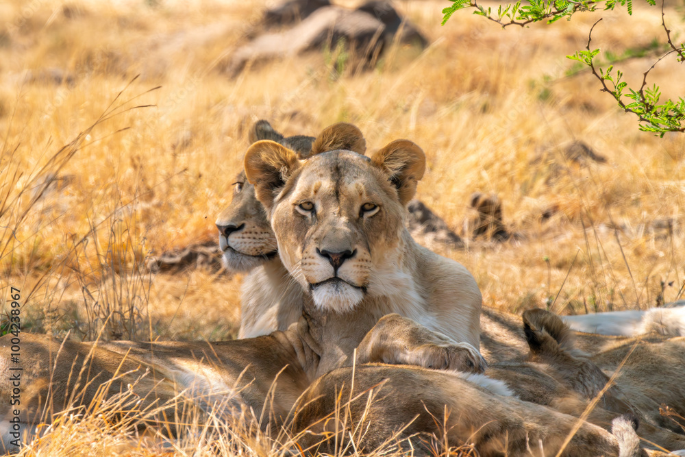 Close up of lioness, Kruger National Park, South Africa Close up of lioness, Kruger National Park, South Africa