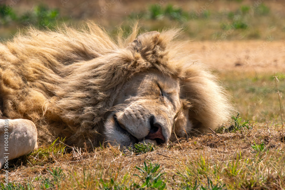 Naklejka premium Close up of a lion, Kruger National Park, South Africa