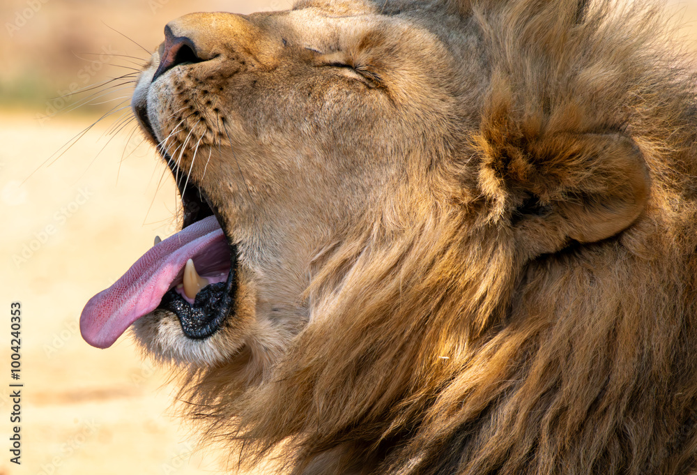 Naklejka premium Close up of roaring lion, Kruger National Park, South Africa