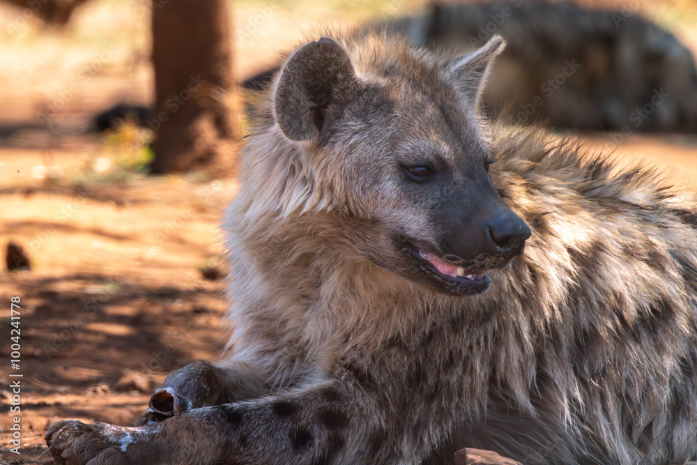 Close up of spotted hyena, Kgalagadi Transfrontier Park, South Africa Close up of spotted hyena, Kgalagadi Transfrontier Park, South Africa