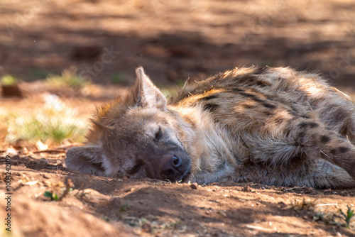 Close up of spotted hyena, Kgalagadi Transfrontier Park, South Africa