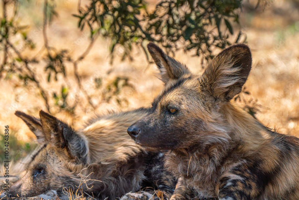 Close up of brown hyena, Kgalagadi Transfrontier Park, South Africa Close up of brown hyena, Kgalagadi Transfrontier Park, South Africa