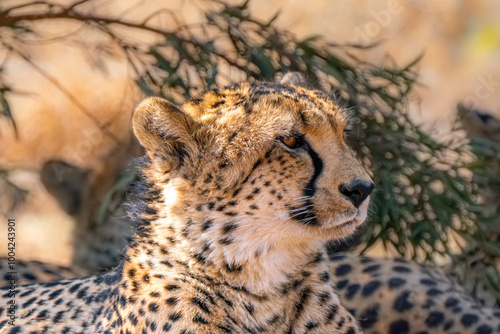 Close up of cheetah, Kgalagadi Transfrontier Park, South Africa