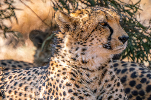 Close up of cheetah, Kgalagadi Transfrontier Park, South Africa