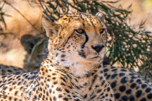 Close up of cheetah, Kgalagadi Transfrontier Park, South Africa