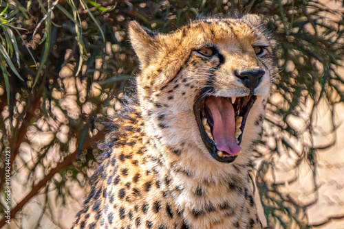 Close up of roaring cheetah, Kgalagadi Transfrontier Park, South Africa
