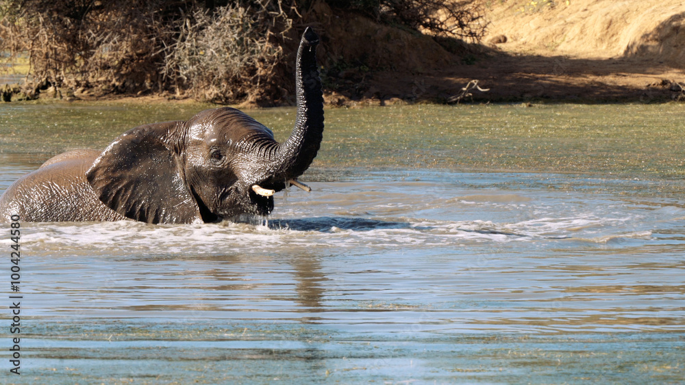 Fototapeta premium Elephant in the Kruger National Park, South Africa
