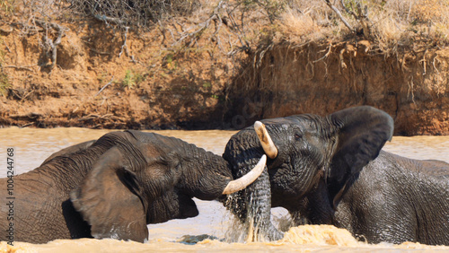 Two elephants fighting in Kruger National Park, South Africa