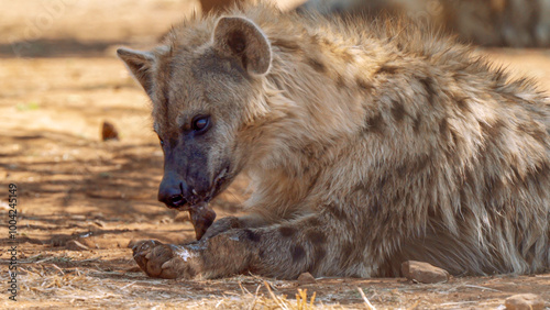 Close up of spotted hyena, Kgalagadi Transfrontier Park, South Africa photo