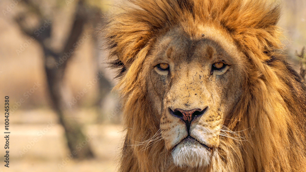 Close up of a lion, Kruger National Park, South Africa Close up of a lion, Kruger National Park, South Africa