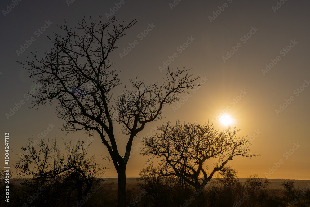 Sunset at Kruger National Park, South Africa Sunset at Kruger National Park, South Africa