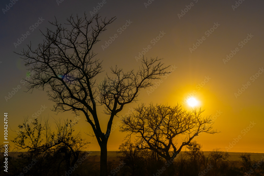Sunset at Kruger National Park, South Africa Sunset at Kruger National Park, South Africa