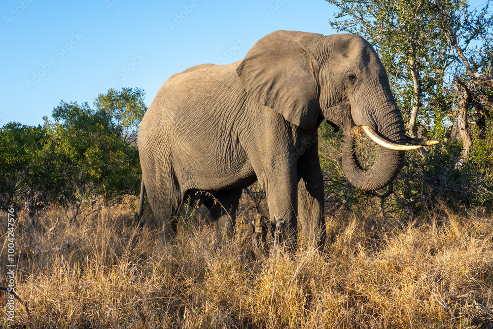 Fototapeta premium Close-up of an elephant, South Africa