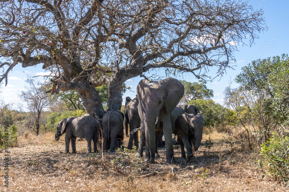 Fototapeta premium Elephants in Kruger National Park, South Africa