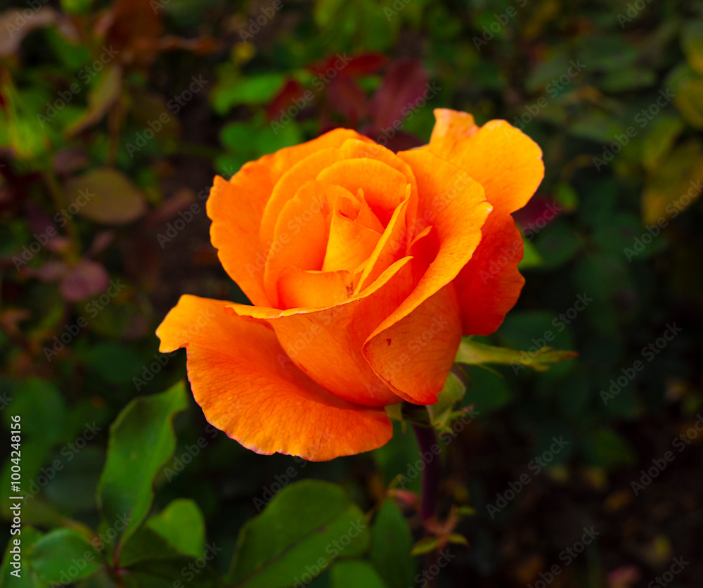 Rose blooming in autumn.
The photo was taken in autumn in a city park.
Rose blooming in autumn.
The photo was taken in autumn in a city park.