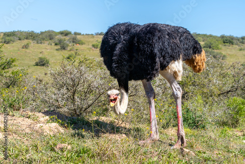Ostrich in Addo Elephant National Park, South Africa