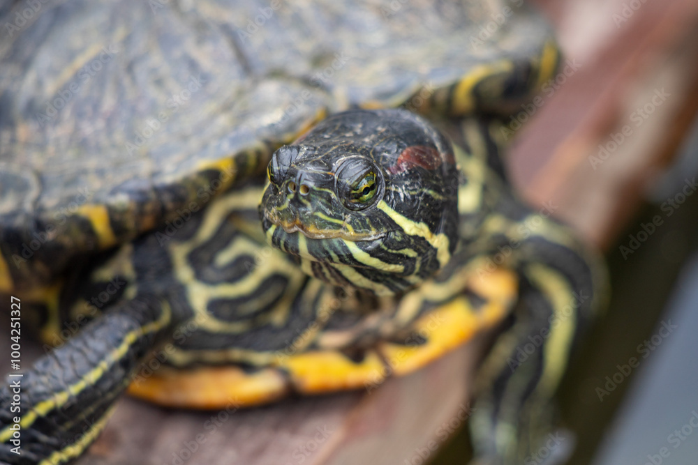 A turtle is laying on a wooden surface A turtle is laying on a wooden surface