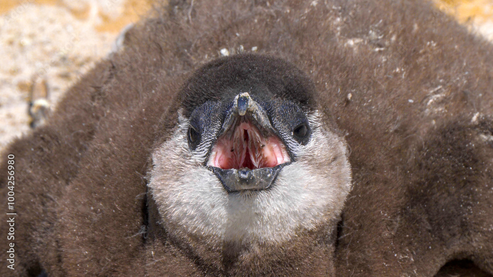 Fototapeta premium Close up of african penguin chick, Boulders Beach, South Africa
