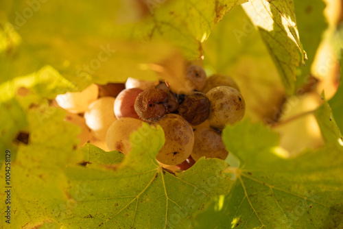 Noble rot of a wine grape, botrytised grapes in sunshine. High quality photo photo